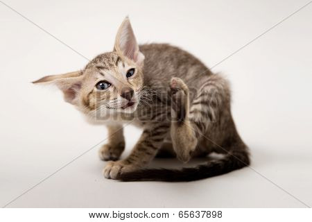 Winking red oriental kitten