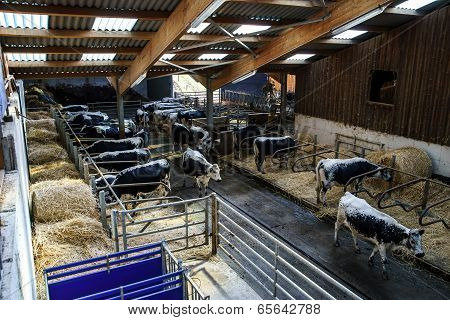 Cowhouse View In Village Farm