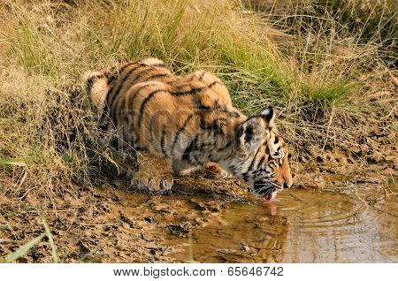 Bengal Tiger