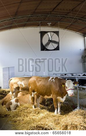 Simmental Cows