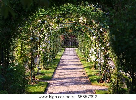 Rose Arch In The Garden