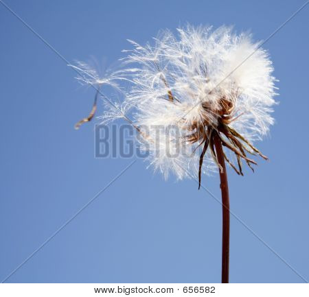 Thistledown