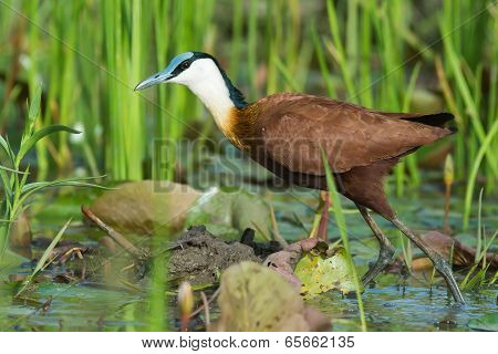 An African Jacana (actophilornis Africanus) Wading Through Reeds And Lily Pads