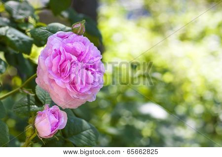 Rosa Centifolia (rose Des Peintres) Flower Closeup