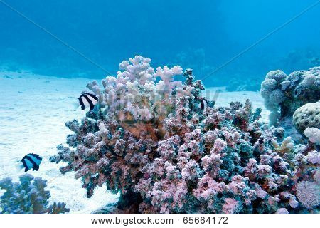 coral reef with hard coral and exotic fishes white-tailed damselfish at the bottom of tropical sea
