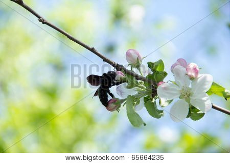Blue carpenter bee - Xylocopa