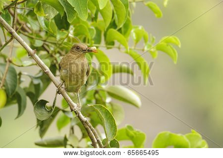 Clay Colored Thrush