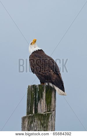 Upward Looking Eagle
