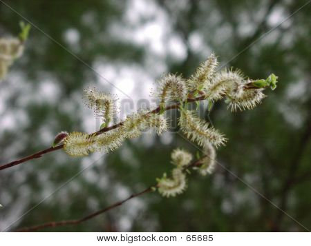 Fuzzy Buds