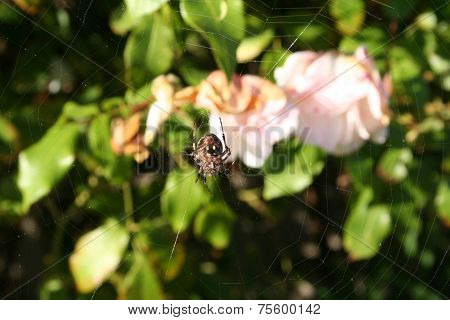 Spider on the web