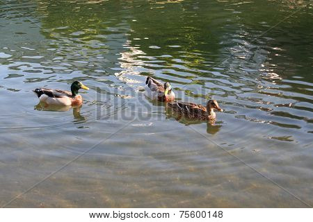 Ducks on the water