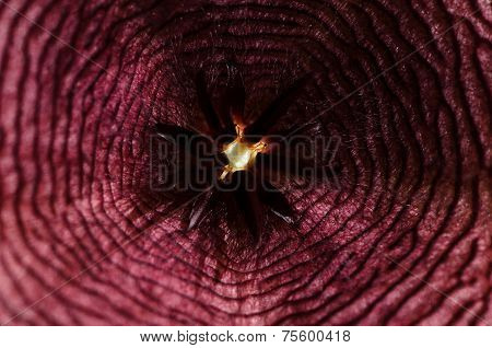 Blooming Stapelia