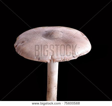 Pluteus cervinus
