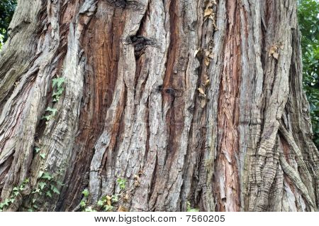 Cedr treebark, přírodní pozadí