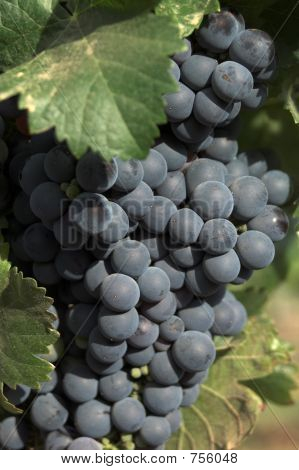 uvas