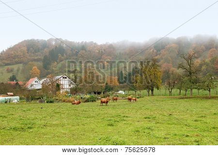Misty Autumn Scenery
