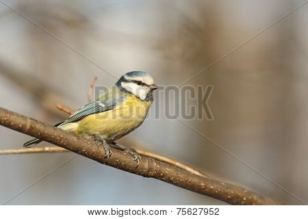 Blue tit bird tree Nature pet branch twig Nature background sunrise Nature pet Nature background birdie pet Nature background birds Nature pet bluetit Nature pet titmouse Nature background autumn forest Nature background pet passerine Nature background.