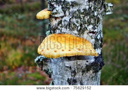 Yellow Mushrooms