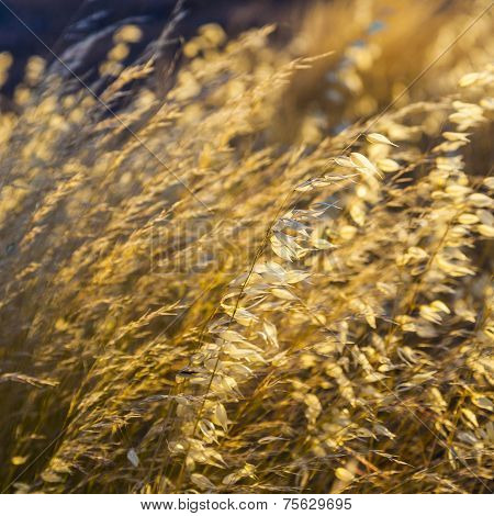 Pattern Of Wild Grass In Wind