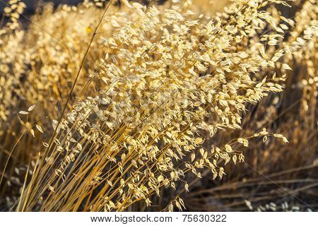 Pattern Of Wild Grass In Wind