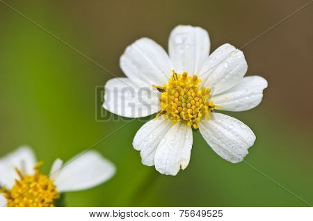 Plains Blackfoot Flower