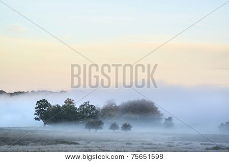 Beautiful Thick Fog Sunrise Autumn Fall Countryside Landscape With Treetops Visible Through Fog