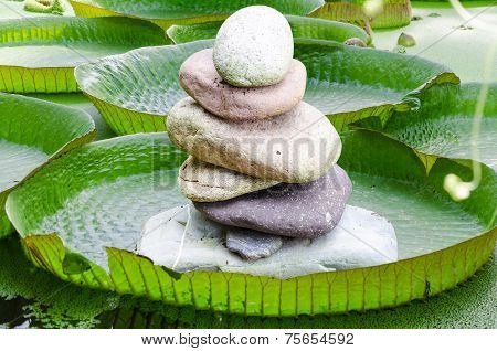 Victoria, Amazon Water Lily Leaves With Stone Tower
