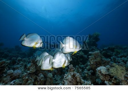 Oceano e orbicular Spadefish