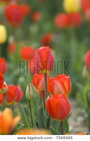 Brillante tulipani sbocciano cresce nel giardino di primavera