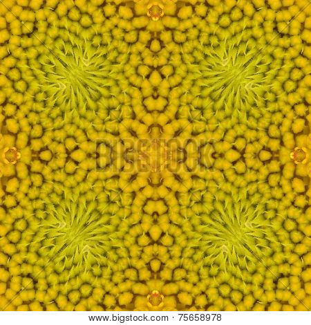 Warm Sunflower