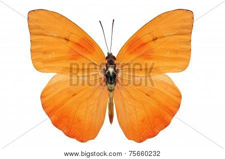 Orange Butterfly