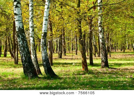 Woods