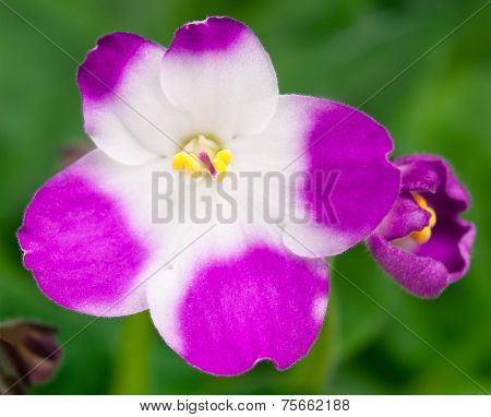 Violet Flower