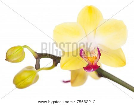 Yellow Orchid
