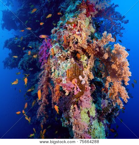 Colorful underwater offshore rocky reef with coral and sponges and small tropical fish swimming by in a blue ocean