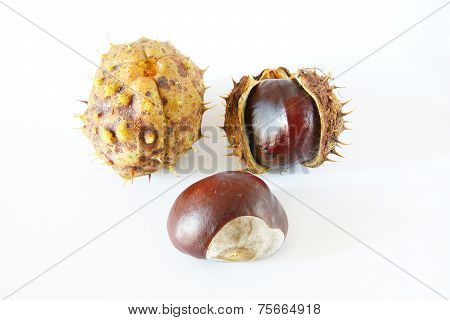 horse chestnuts isolated