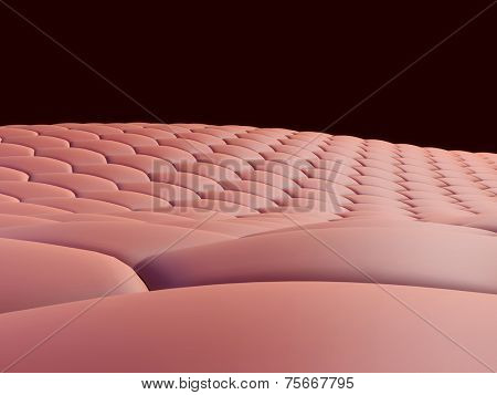 cells