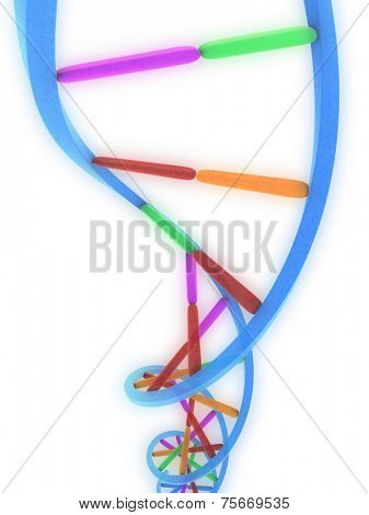 model of DNA