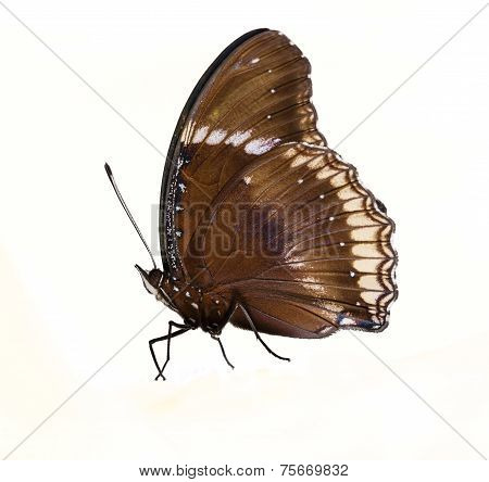 Male Of Great Eggfly Butterfly