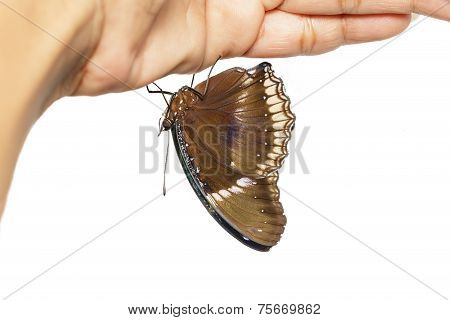 Male Of Great Eggfly Butterfly Hanging On Hand