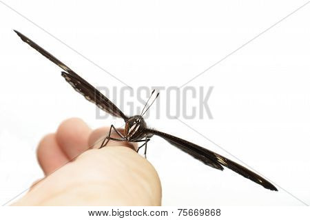 Male Of Great Eggfly Butterfly Resting On Hand