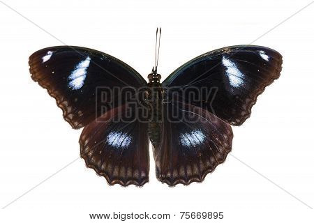 Top View Of Male Great Eggfly Butterfly
