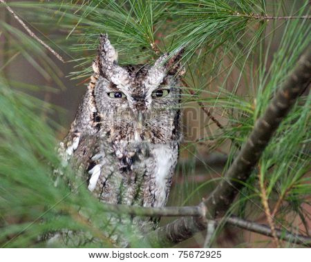 Eastern Screech Owl