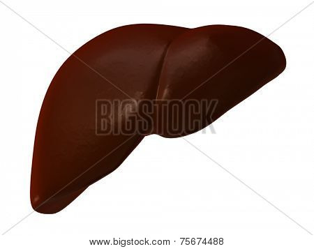 liver
