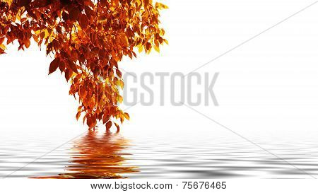 Autumn Plant