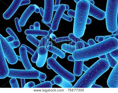 bacteria