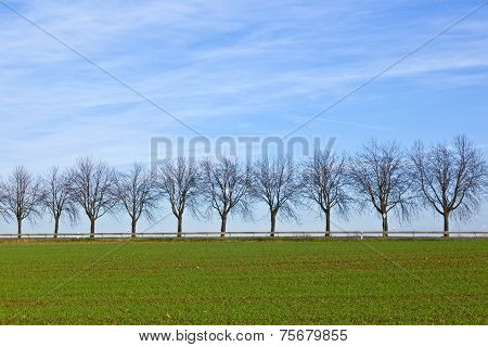 Green Field With Tree Alley