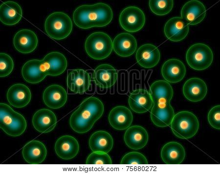 dividing cells