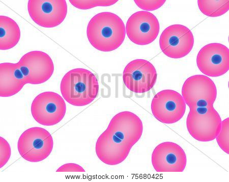 celldivision