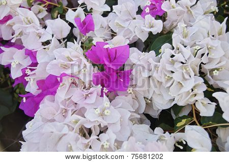 Bougainvillea